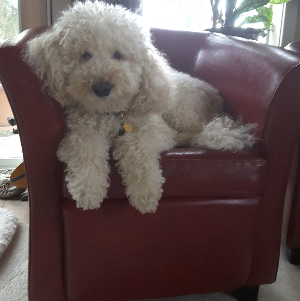 CHANCEY WOW!! 30LBS Weight Loss Time For A Trim❤❤ - Picture 2 of 7